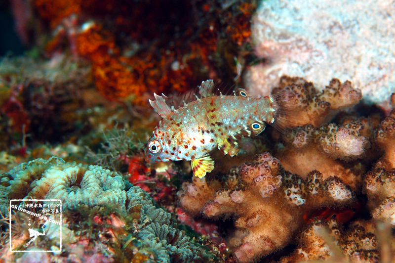 沖縄本島のダイビングで撮影したノドグロベラ幼魚の水中写真
